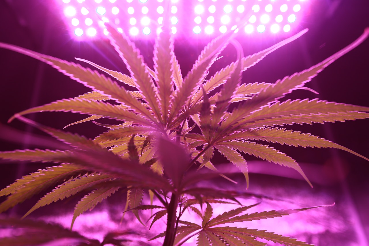 What Landlords in South Manchester Need to Know About Cannabis Factories