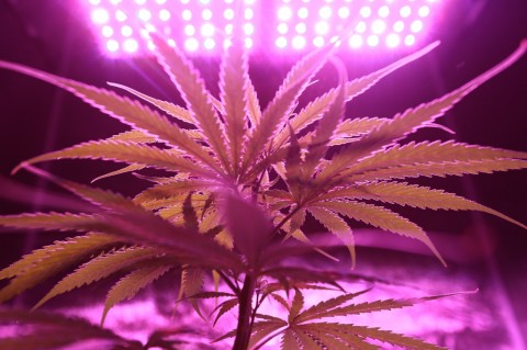 What Landlords in South Manchester Need to Know About Cannabis Factories