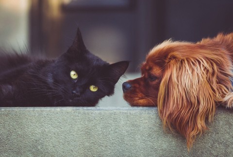 Advice for South Manchester Landlords on Tenants with Pets