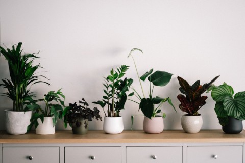 Top Tips for Growing Houseplants in Stockport