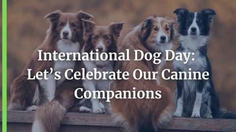 International Dog Day: Let’s Celebrate Our Canine Companions