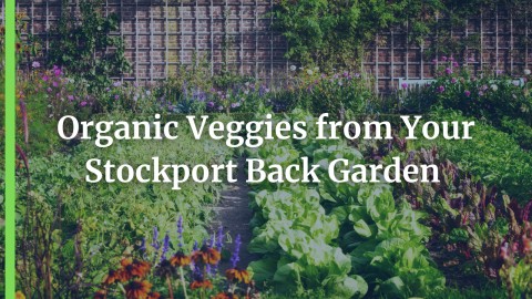 Organic Veggies from Your Stockport Back Garden