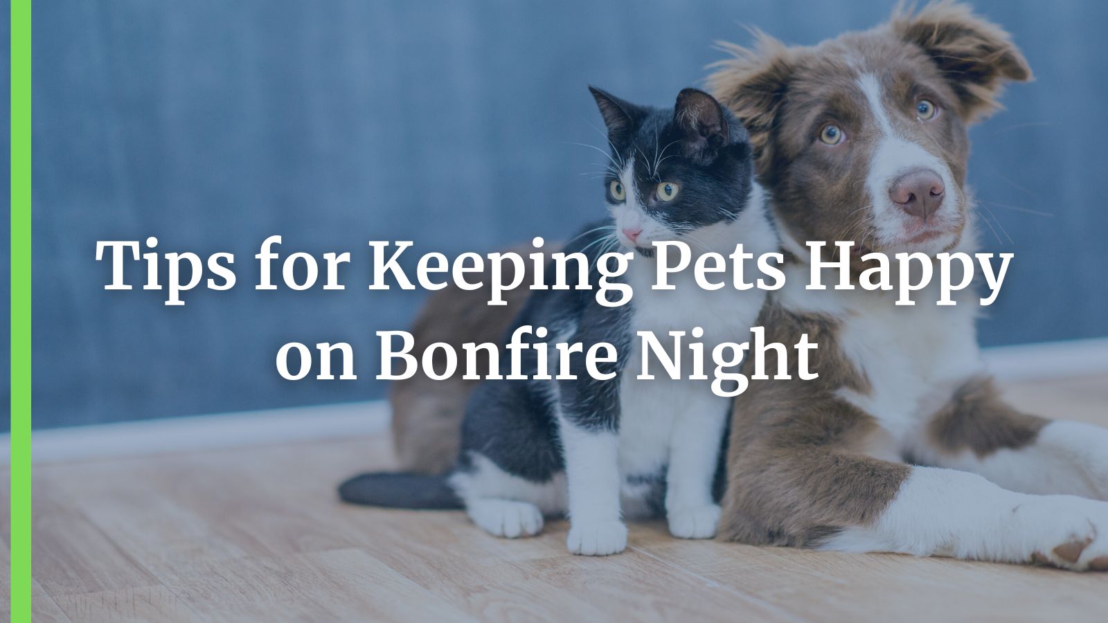 Tips for Keeping Pets Happy on Bonfire Night 
