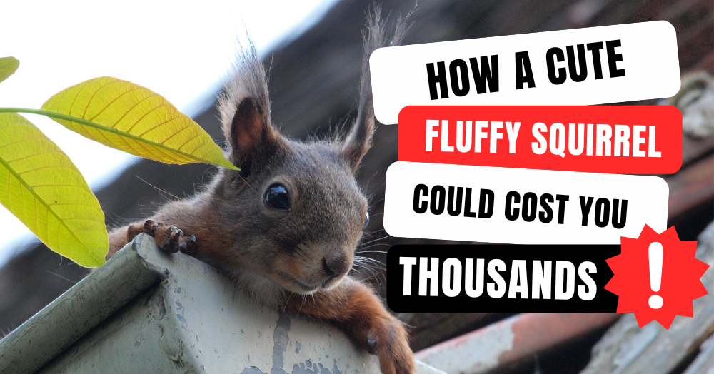 How a Cute Fluffy Squirrel Could Cost You Thousands